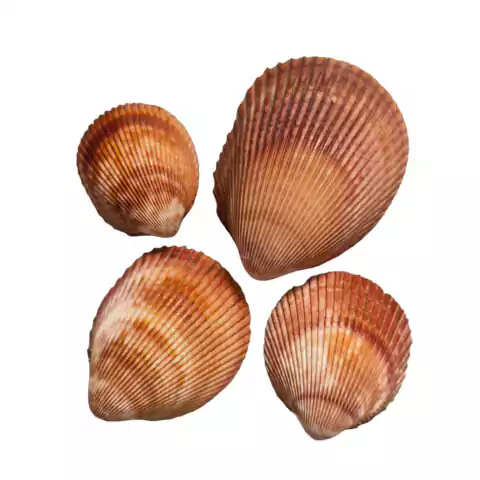 Concha Do Natural Grande De 4 a 6 cm. - 10 Unidades