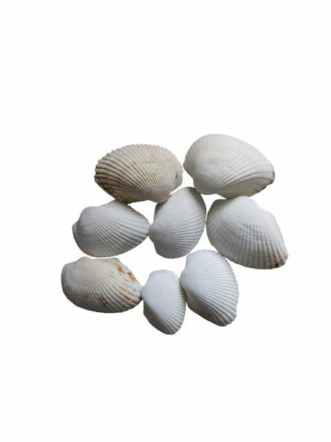 Conchas Naturais Médias E Grandes - 10 Unidades