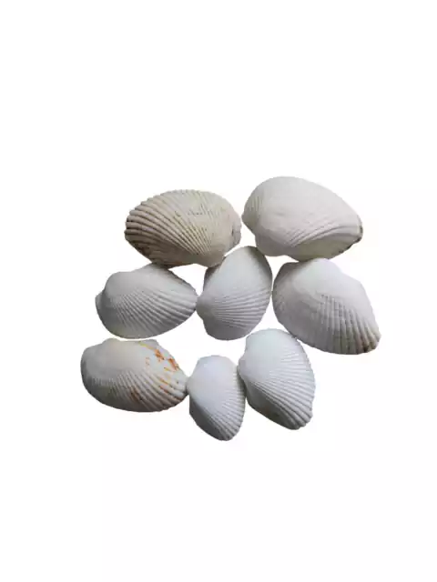 Conchas Naturais Médias E Grandes - 50grs