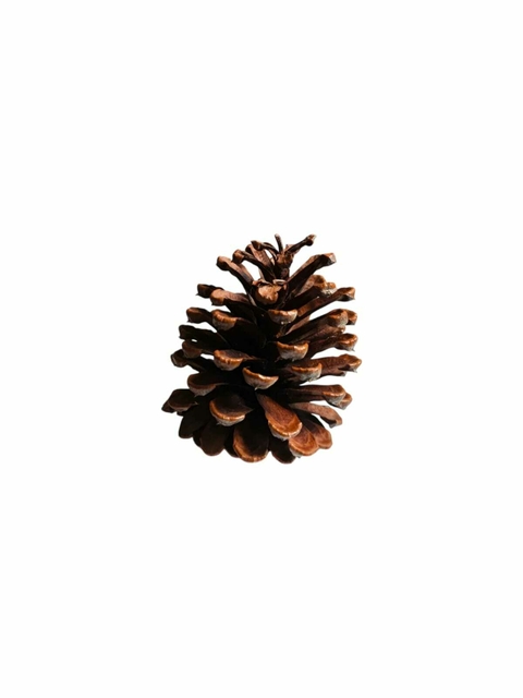 Pinha Natural Decorativa Pra Pendurar - Enfeites De Natal E Artesanatos