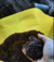COMPOST ORGANICO EN 25dm3 LA COMPOSTERA DE EMILY - comprar online
