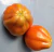 Semillas de Tomates liguria - comprar online