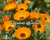 Semillas de calendulas officinalis