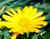 Semillas de calendulas officinalis - comprar online