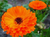 Semillas de calendulas officinalis en internet