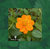 FLOR COSMOS SULPHUREUS