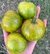 Semillas de tomate green zebra