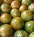Semillas de tomate green zebra - comprar online
