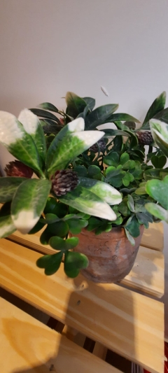 Planta con berries - comprar online