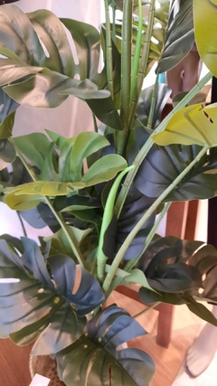 Planta Costilla de Adan 105cm - comprar online