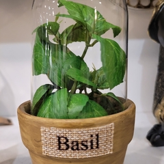 Terrarios Mint & Basil - ADRIANA MENDEZ HOME
