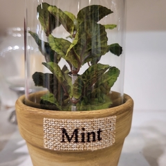 Terrarios Mint & Basil - tienda online