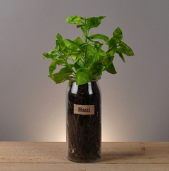 Botellita Mint 23cm - ADRIANA MENDEZ HOME