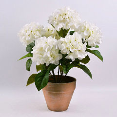 Hortensia blanca con maceta