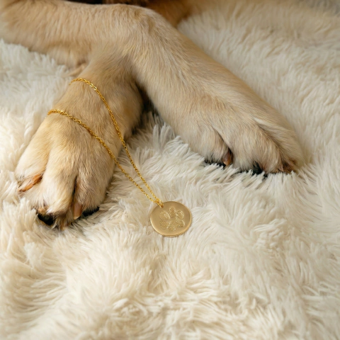 Collar mascota.