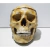 Macro Modelo Crânio Anatômico Para Odontologia e Bucomaxilofacial - comprar online