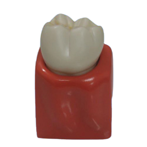 Macro Modelo Molar na internet