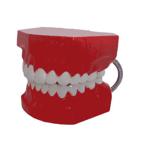 Macro Maxi Modelo de Escovação com Língua - comprar online