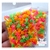 Mini apliques estrela neon.