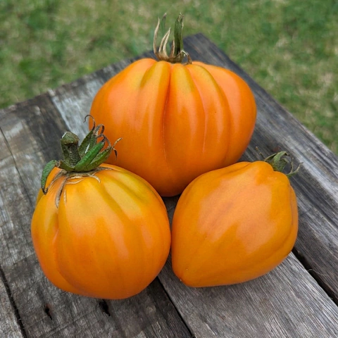 Tomate Cresta di Fuoco Ochre