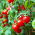 Cherry Cereza Sueco en internet