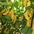 Ají Lemon Drop - comprar online