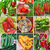 semillas pimiento chile aji heilroom organico huerta organica