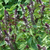 Albahaca Canela