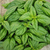Albahaca Genovesa