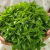 Albahaca Griega