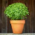 Albahaca Griega - comprar online