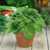 Albahaca hoja de Lechuga - comprar online
