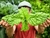 Albahaca hoja de Lechuga en internet
