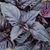 Albahaca Morada - comprar online