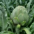 Alcaucil Verde