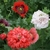 Amapola Simple y Doble Mix