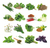 Combo de HUERTA + AROMÁTICAS - comprar online