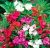 Balsamina - comprar online