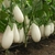 Berenjena Blanca