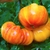Tomate Big Rainbow