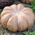 Calabaza Musquee de Provence