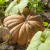 Calabaza Musquee de Provence - comprar online