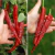 Ají Cayena Rojo - Long Slim