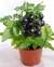 Cherry enano minibell azul