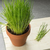 Ciboulette - comprar online