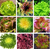 semillas lechuga escarola organico huerta organica
