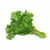Cilantro (Coriandro)