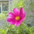 Cosmos - comprar online