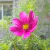 Cosmos - comprar online