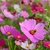 Cosmos